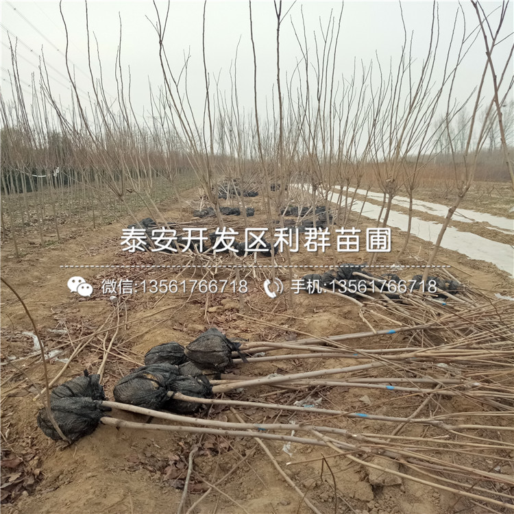 陽(yáng)豐柿子苗、陽(yáng)豐柿子苗基地