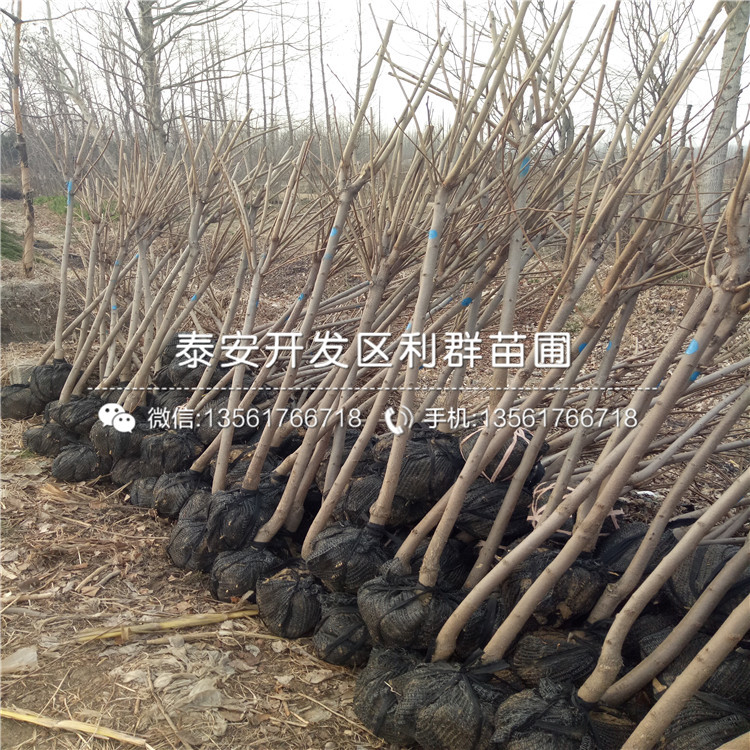 泰安柿子樹苗基地、泰安柿子樹苗價(jià)格及報(bào)價(jià)