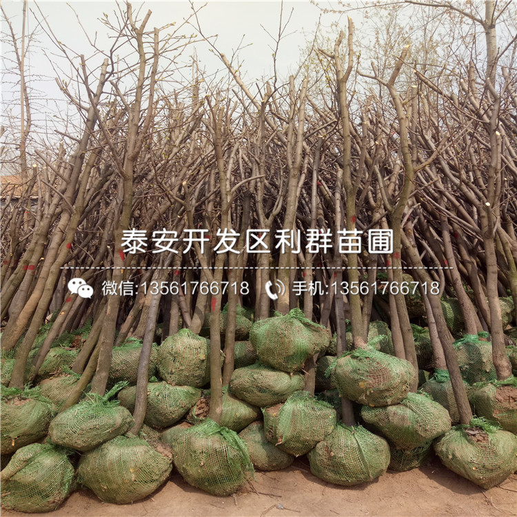 大秋甜柿苗、大秋甜柿苗價(jià)格