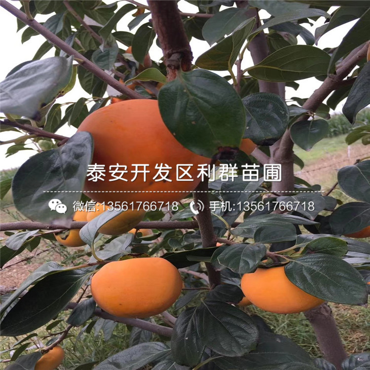 甜柿苗、甜柿苗出售价格