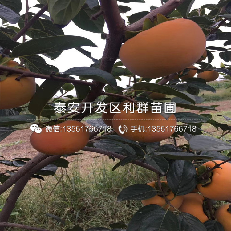 甜柿苗、甜柿苗出售价格