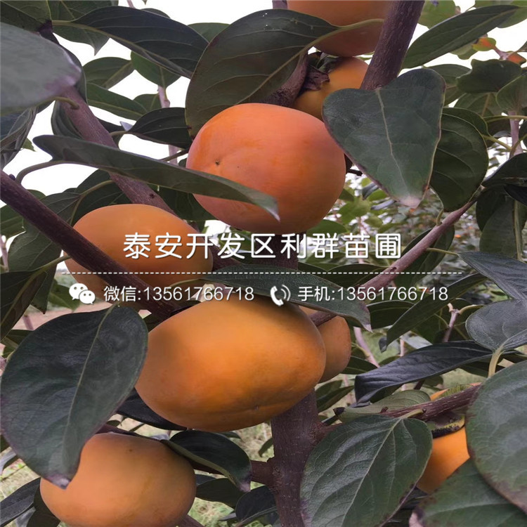 2019年黑柿子樹苗報價、黑柿子樹苗多少錢一棵