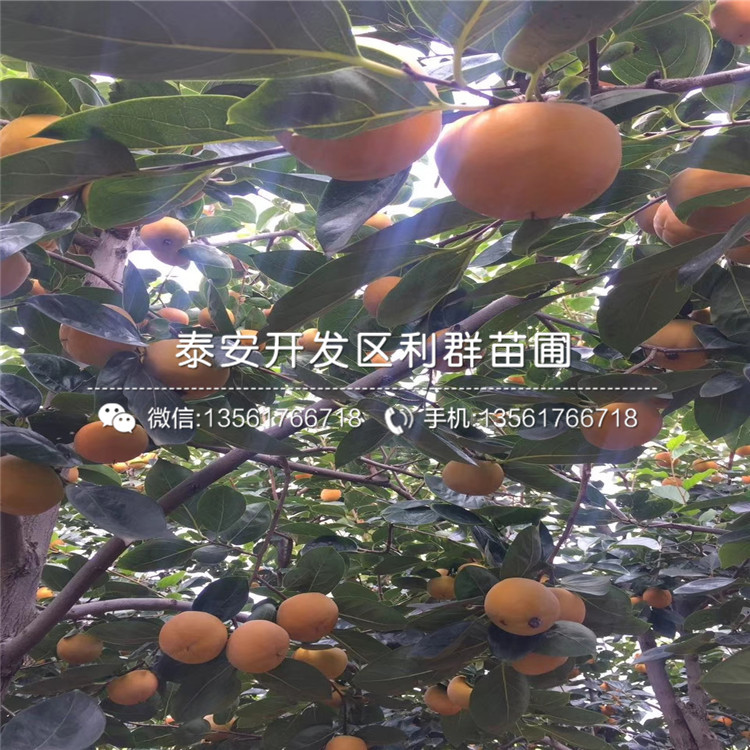 日本柿子苗價(jià)格、日本柿子苗出售