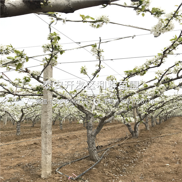 早紅考密斯梨樹苗價格、2019年早紅考密斯梨樹苗價格
