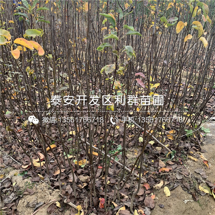 丹霞紅梨樹苗價(jià)格、丹霞紅梨樹苗出售