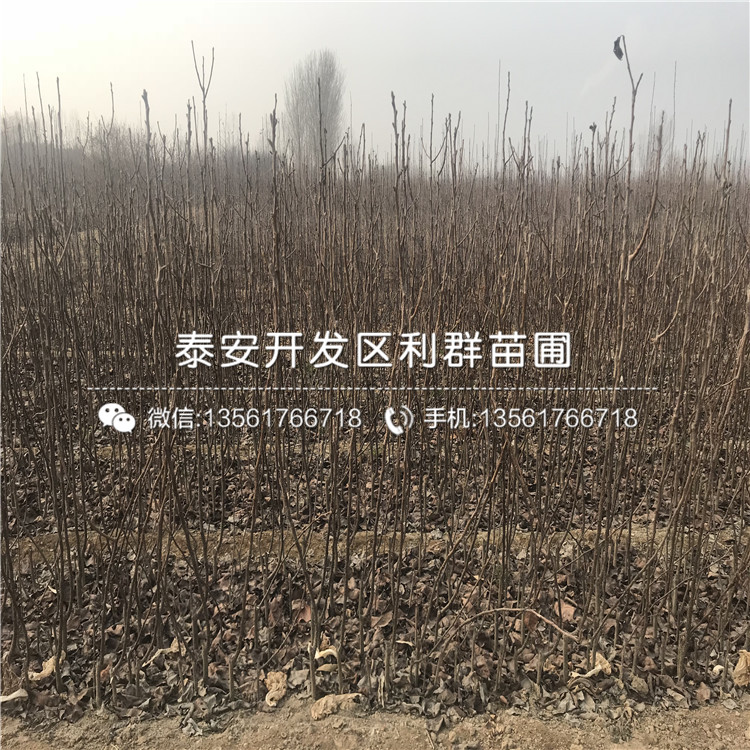 新梨7號(hào)梨樹(shù)苗多少錢(qián)一棵、2019年新梨7號(hào)梨樹(shù)苗價(jià)格