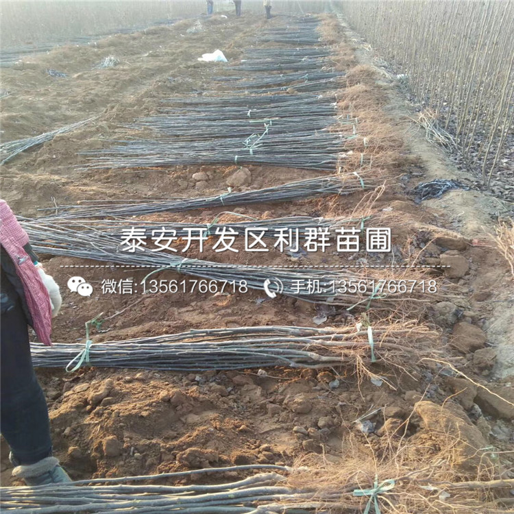 紅香酥梨樹苗價(jià)格、紅香酥梨樹苗出售
