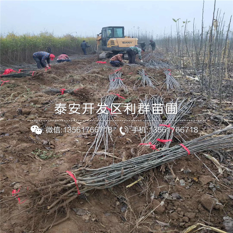 2019年柱狀梨苗報(bào)價(jià)、今年柱狀梨苗價(jià)格是多少