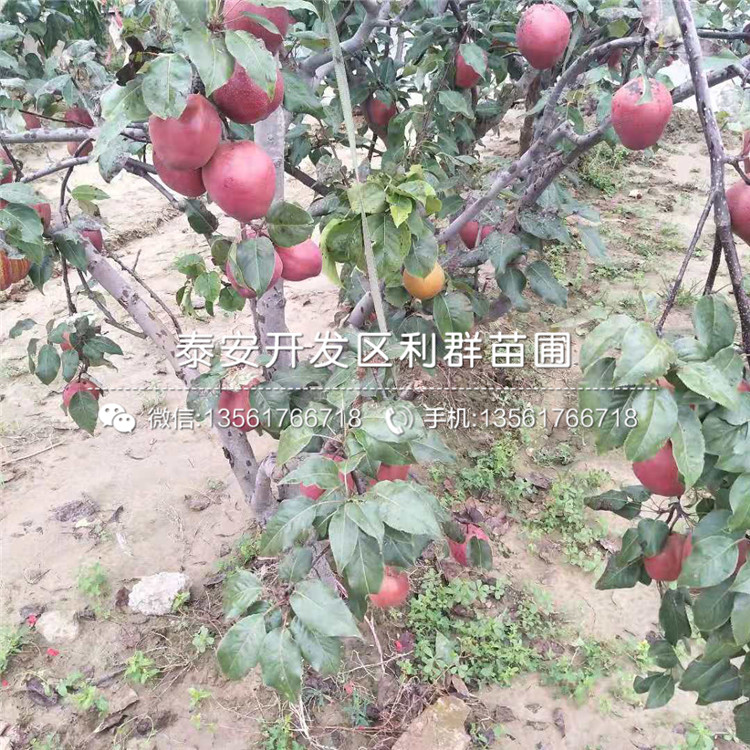 新梨7號(hào)梨樹(shù)苗多少錢(qián)一棵、2019年新梨7號(hào)梨樹(shù)苗價(jià)格