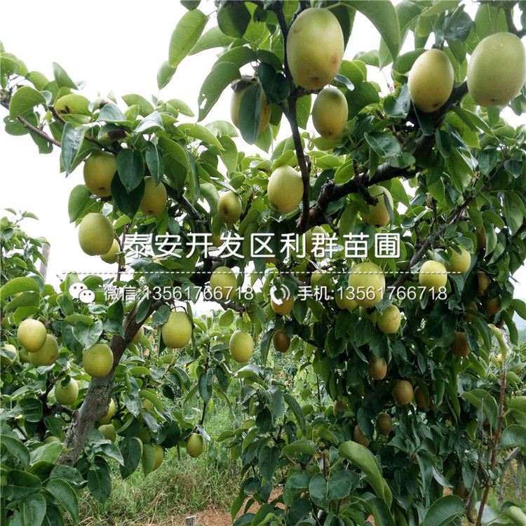 山東紅巴梨樹(shù)苗、山東紅巴梨樹(shù)苗報(bào)價(jià)及價(jià)格