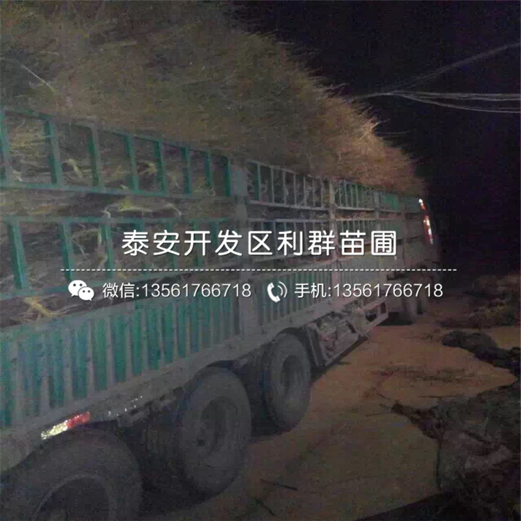 丹霞紅梨樹苗價(jià)格、丹霞紅梨樹苗出售