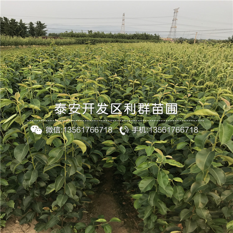 2公分梨樹苗、2公分梨樹苗新品種