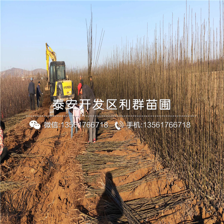 2019年奧紅一號梨樹苗報價、奧紅一號梨樹苗多少錢一棵