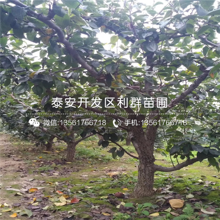 紅香酥梨樹苗價(jià)格、紅香酥梨樹苗出售