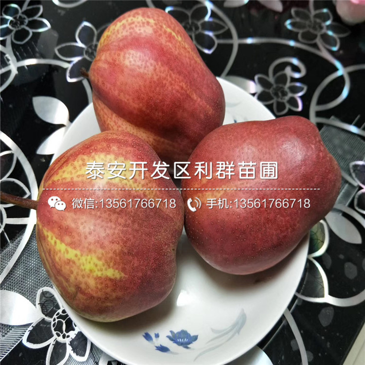 2019年奧紅一號梨樹苗報價、奧紅一號梨樹苗多少錢一棵
