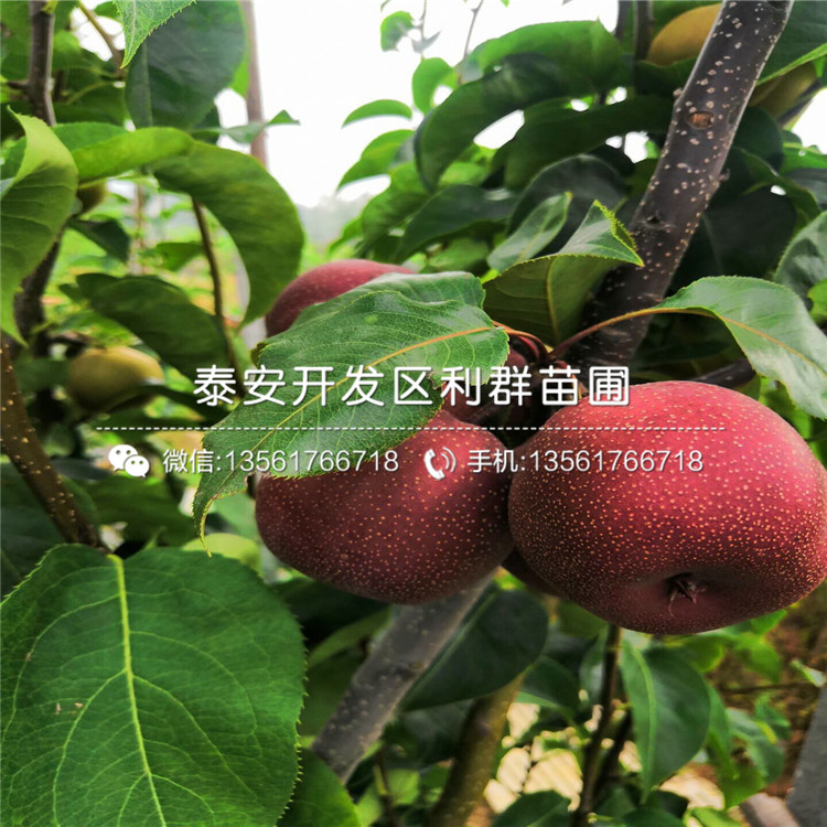 新梨7號梨樹苗價格、新梨7號梨樹苗多少錢一棵