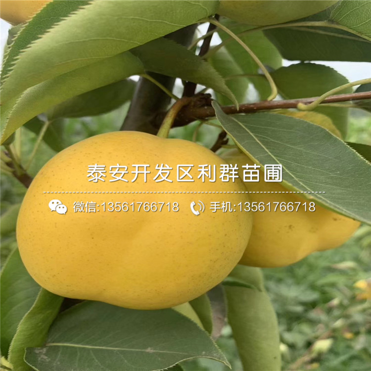2019年柱狀梨苗報(bào)價(jià)、今年柱狀梨苗價(jià)格是多少