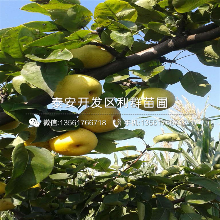 山東紅巴梨樹(shù)苗、山東紅巴梨樹(shù)苗報(bào)價(jià)及價(jià)格