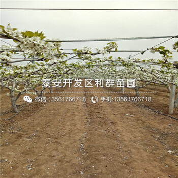 紅考密斯梨樹(shù)苗、紅考密斯梨樹(shù)苗價(jià)位