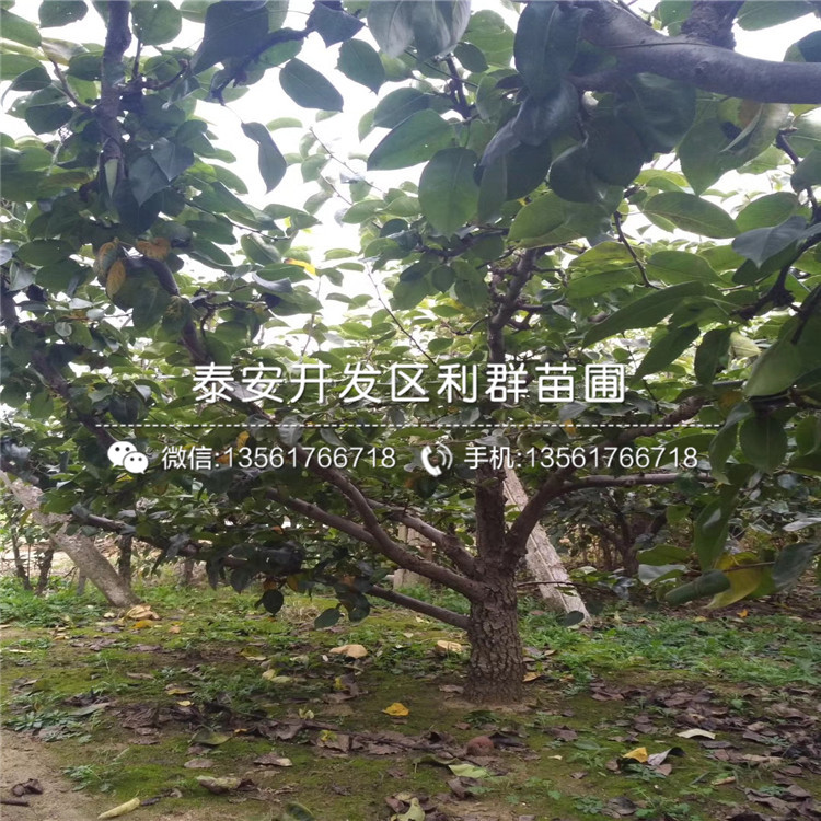 紅香酥梨樹苗價(jià)格、紅香酥梨樹苗出售