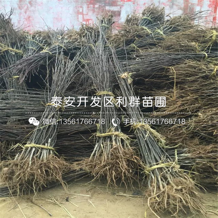 新梨7號梨樹苗價格、新梨7號梨樹苗多少錢一棵