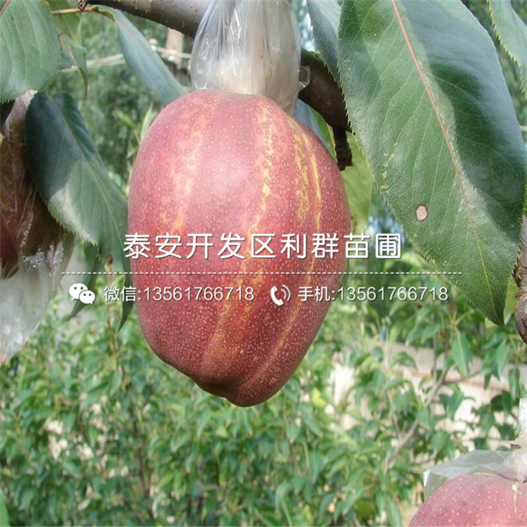 山東紅巴梨樹(shù)苗、山東紅巴梨樹(shù)苗報(bào)價(jià)及價(jià)格