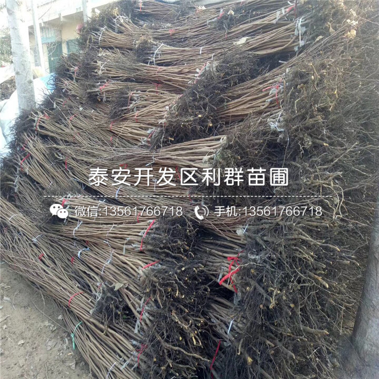 次郎甜柿子苗多少錢(qián)、次郎甜柿子苗多少錢(qián)一棵