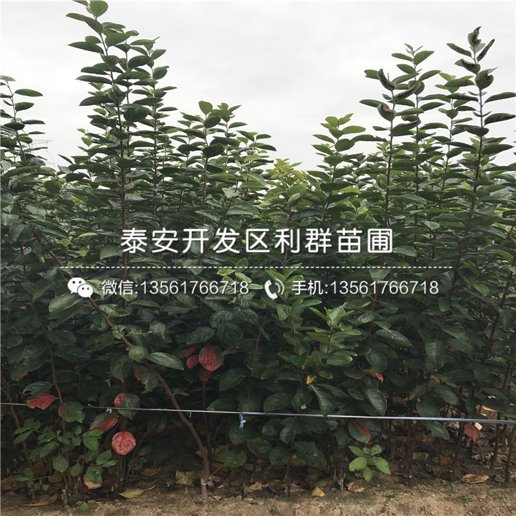八月紅柿子苗報(bào)價(jià)、2019年八月紅柿子苗價(jià)格