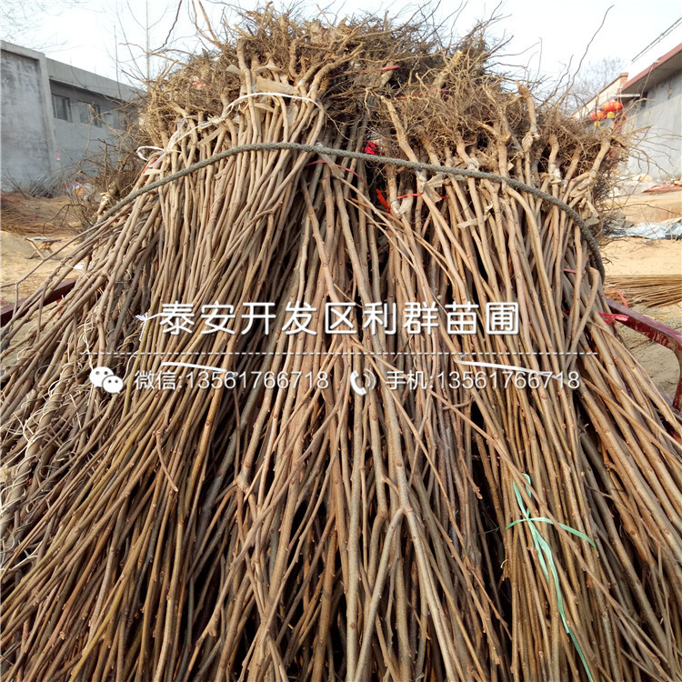 哪里有次郞柿子樹苗出售、今年次郞柿子樹苗價格是多少