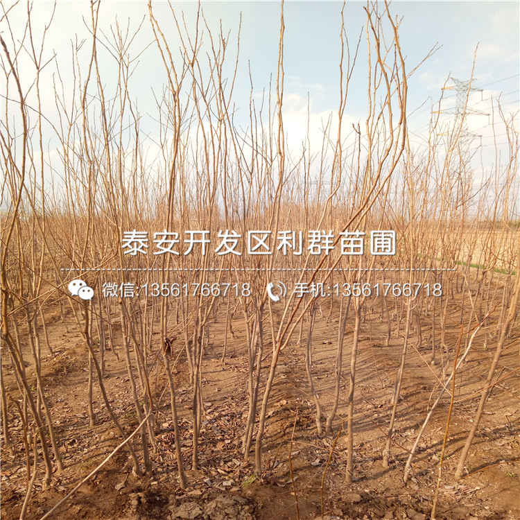 新品種柿子樹(shù)苗價(jià)格、山東新品種柿子樹(shù)苗