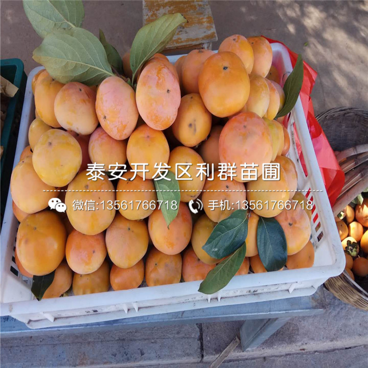 甜柿子樹苗、甜柿子樹苗價錢