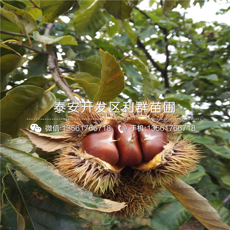 2019年燕紅板栗樹苗價格、燕紅板栗樹苗多少錢一棵