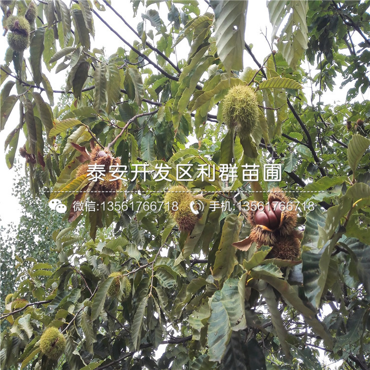 2019年燕紅板栗樹苗價格、燕紅板栗樹苗多少錢一棵