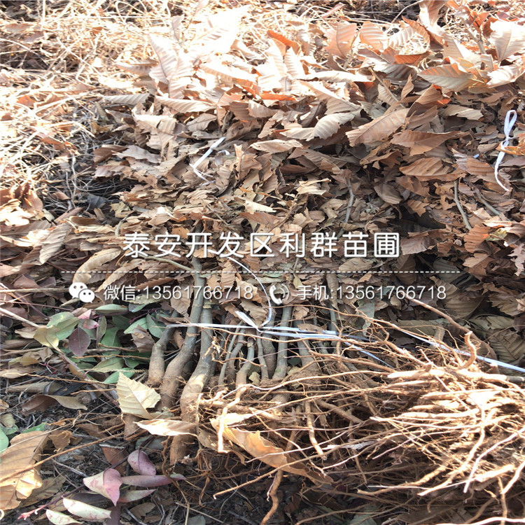 山東山東板栗樹(shù)苗、山東山東板栗樹(shù)苗報(bào)價(jià)及價(jià)格