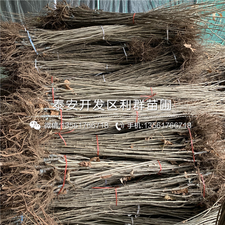 山東山東板栗樹(shù)苗、山東山東板栗樹(shù)苗報(bào)價(jià)及價(jià)格