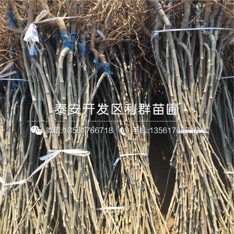 紅栗1號(hào)板栗樹(shù)苗、紅栗1號(hào)板栗樹(shù)苗什么價(jià)格