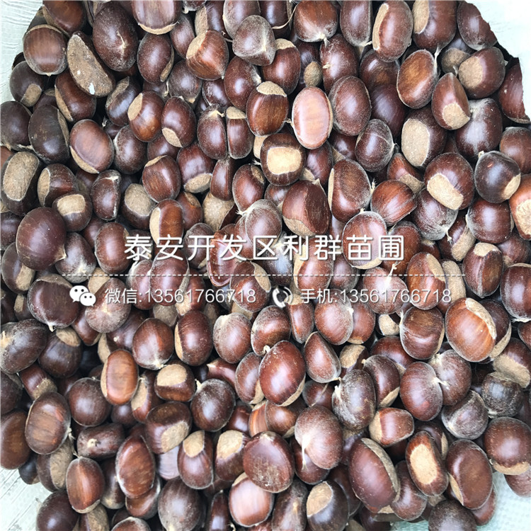 紅栗1號(hào)板栗樹(shù)苗、紅栗1號(hào)板栗樹(shù)苗什么價(jià)格
