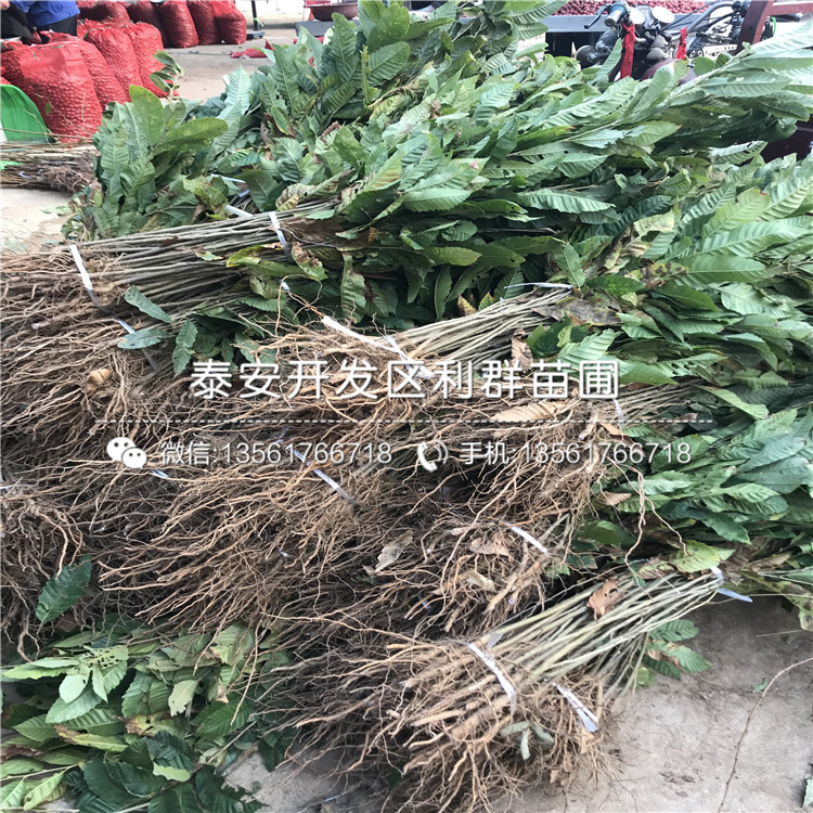 紅栗1號(hào)板栗樹(shù)苗、紅栗1號(hào)板栗樹(shù)苗什么價(jià)格