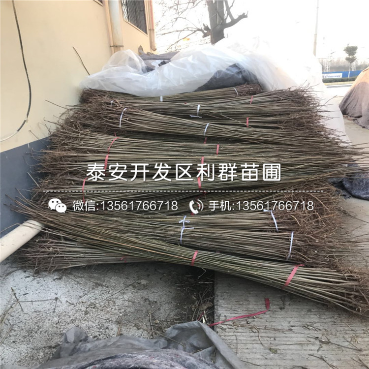 1公分紅油香椿樹(shù)苗報(bào)價(jià)、1公分紅油香椿樹(shù)苗價(jià)格