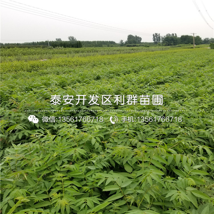 1公分紅油香椿樹(shù)苗報(bào)價(jià)、1公分紅油香椿樹(shù)苗價(jià)格