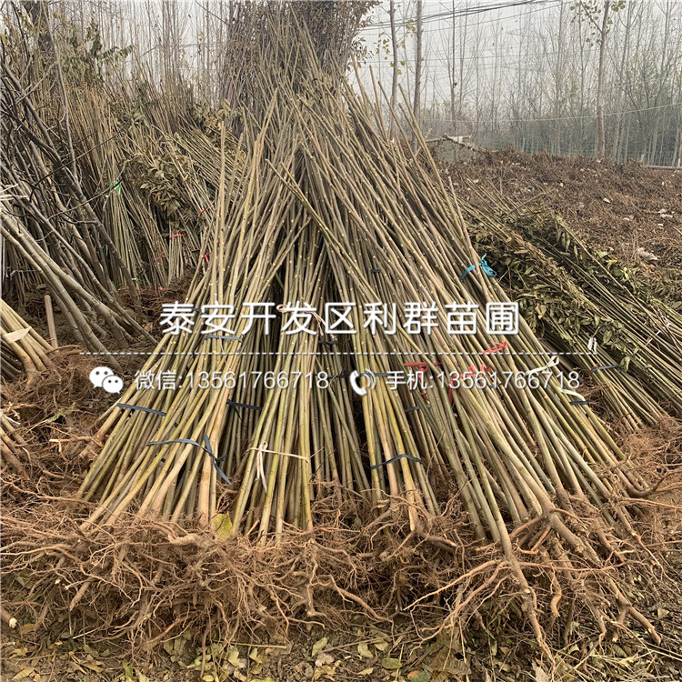 紅芽香椿樹苗出售基地、紅芽香椿樹苗多少錢一棵