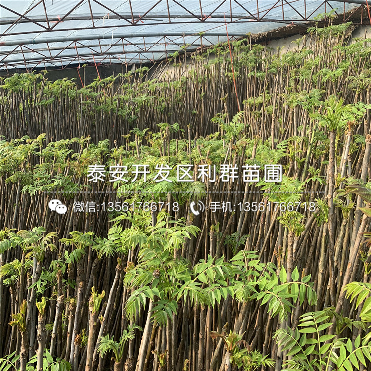 紅芽香椿樹苗出售基地、紅芽香椿樹苗多少錢一棵