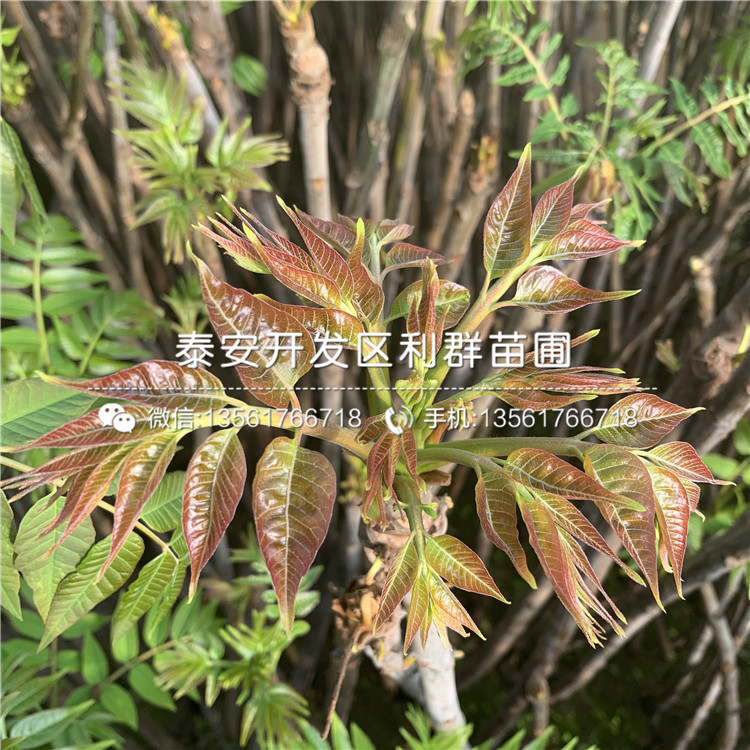 1公分紅油香椿樹(shù)苗報(bào)價(jià)、1公分紅油香椿樹(shù)苗價(jià)格