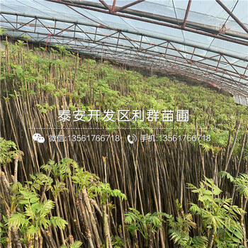紅芽香椿樹(shù)苗出售基地、紅芽香椿樹(shù)苗多少錢(qián)一棵
