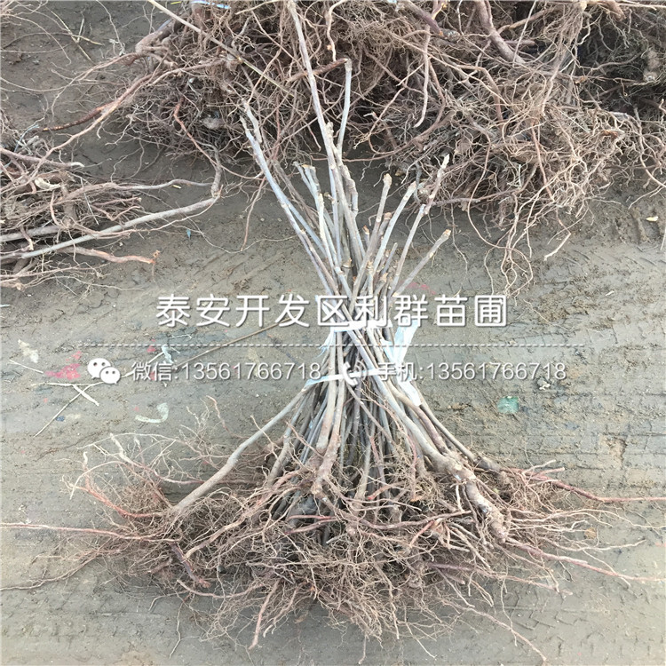 山東香椿樹苗、山東香椿樹苗報(bào)價(jià)及價(jià)格