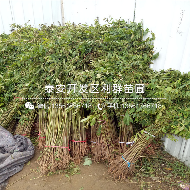 山東香椿苗、山東香椿苗報價及價格