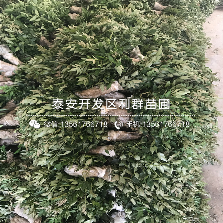 2019年青花椒苗、青花椒苗價(jià)格多少