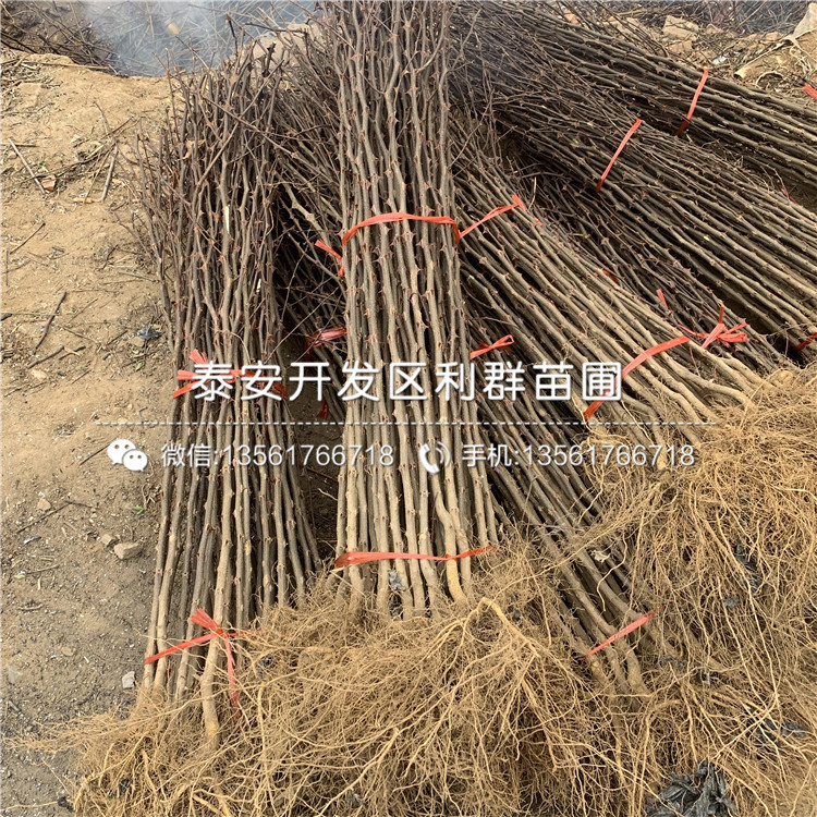 2019年青花椒苗、青花椒苗價(jià)格多少