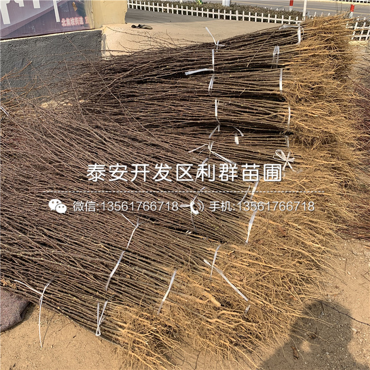 大紅袍花椒樹苗出售、大紅袍花椒樹苗基地