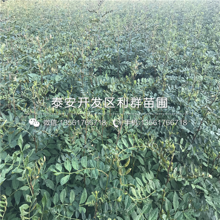 大紅袍花椒樹苗出售、大紅袍花椒樹苗基地
